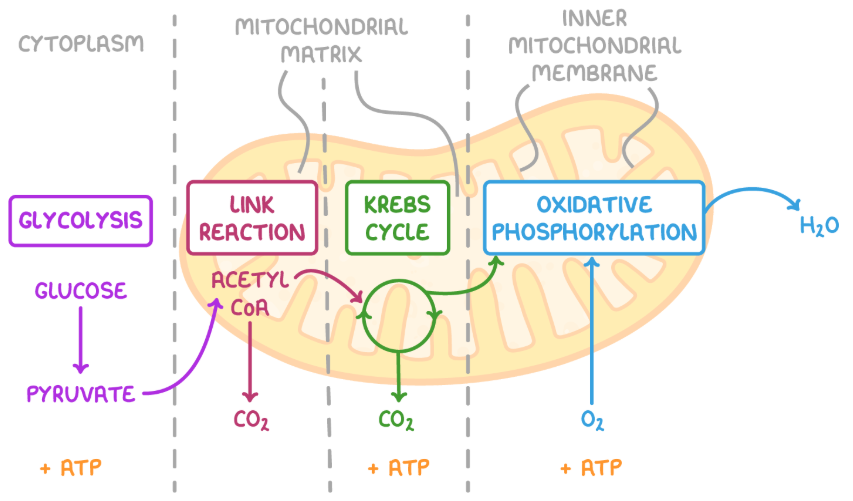 location of aerobic respiration