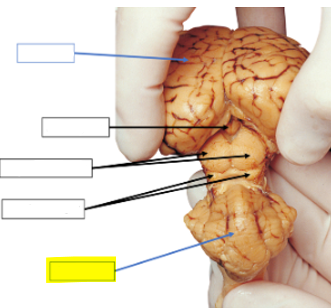 <p>what structure of the sheep brain is highlighted in yellow?</p>