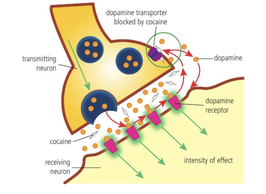<p>Drug that prevents the removal of docking from synapse and stimulates dopamine-releasing neurons to release more dopamine</p><ul><li><p>Usually dopamine is removed by dopamine transporter (a protein)</p></li><li><p>Cocaine binds to dopamine, transporter, and blocks removal → dopamine floods brain</p></li><li><p>Repeated use can cause reward pathways to alter, reinforcing addiction</p></li></ul><p></p>