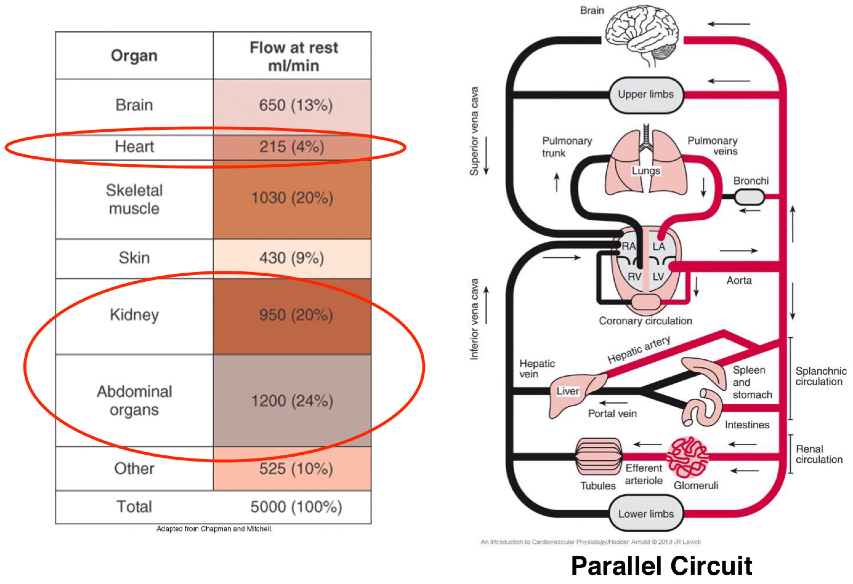 <ul><li><p>At rest most blood is flowing through abdominal organs, kidneys and muscle</p></li><li><p>Majority blood runs in parallel circuit which means all flow through organs is not linked (so if one organ is damaged not all will be affected as have different systems). Also means supply can be increase to a particular system.</p></li><li><p>So exceptions including intestines which run into liver… carry food</p></li><li><p>However if blood flow is occulted then reduction in blood to liver</p></li></ul>
