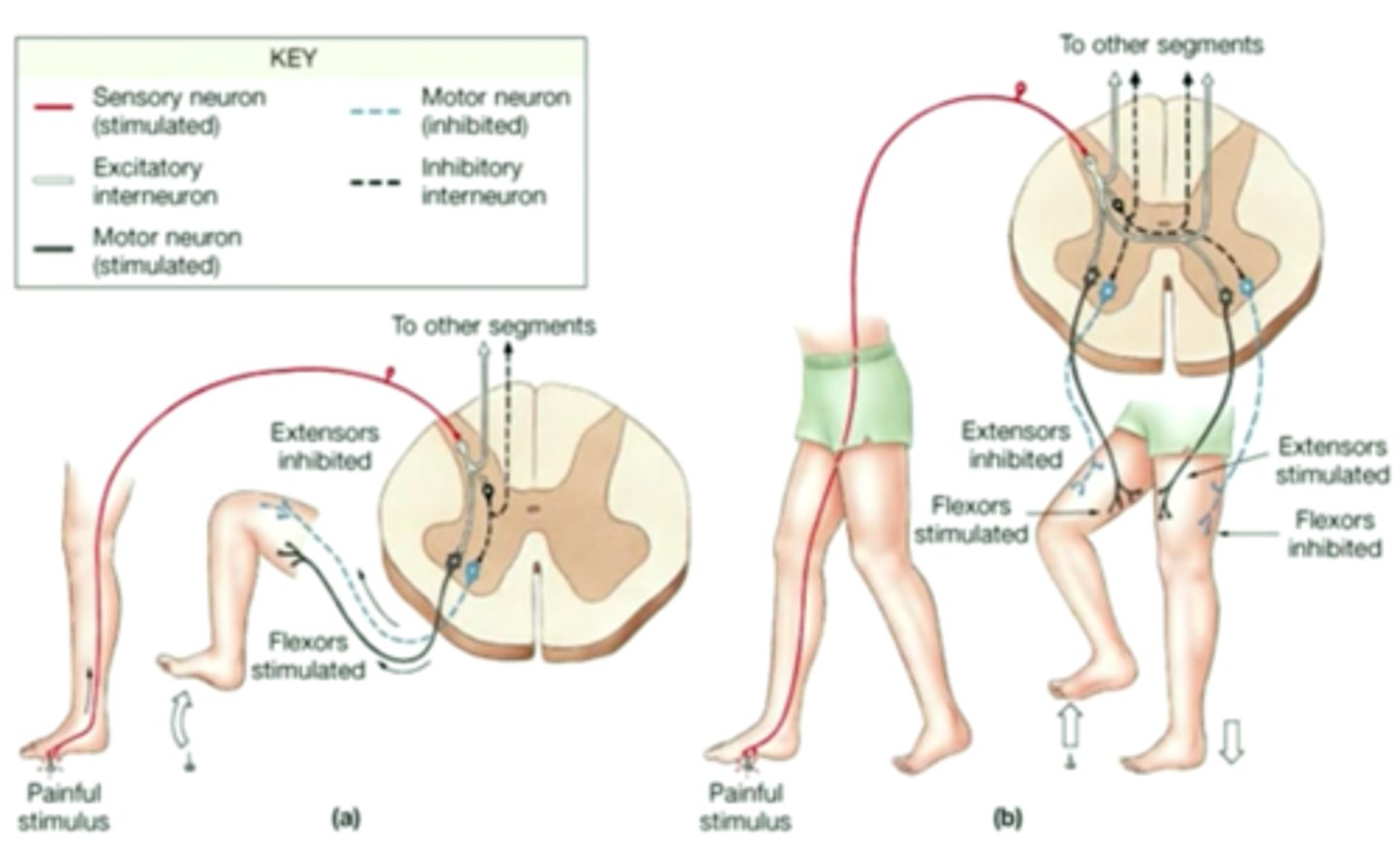 <p>stimulus = noxious stimulus (has the potential to cause pain/damage)</p><p>2 cross to opposite side of spinal cord, 2 will stay on the same side (not shown on diagram, but it happens around (3.)</p><p>- reflax quadriceps to flex knee (inhibitory)</p><p>- constract flexor on painful side (excitatory - releases gultamate) and it depolarizes next neuron, which activates the nerve thast goes down to the hamstring so that you can contract the flexor (lifts up foot)</p><p>- example of divergence: interneurons with their diff. neurot. that allow for different responses in different targets</p>