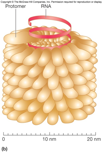 <ul><li><p><span>Are shaped like hollow tubes with protein walls.</span></p></li><li><p><span>Protomer subunits self-assemble.</span></p></li><li><p><span>The size of capsid is a function of</span></p><p><span>nucleic acid.</span></p></li></ul>