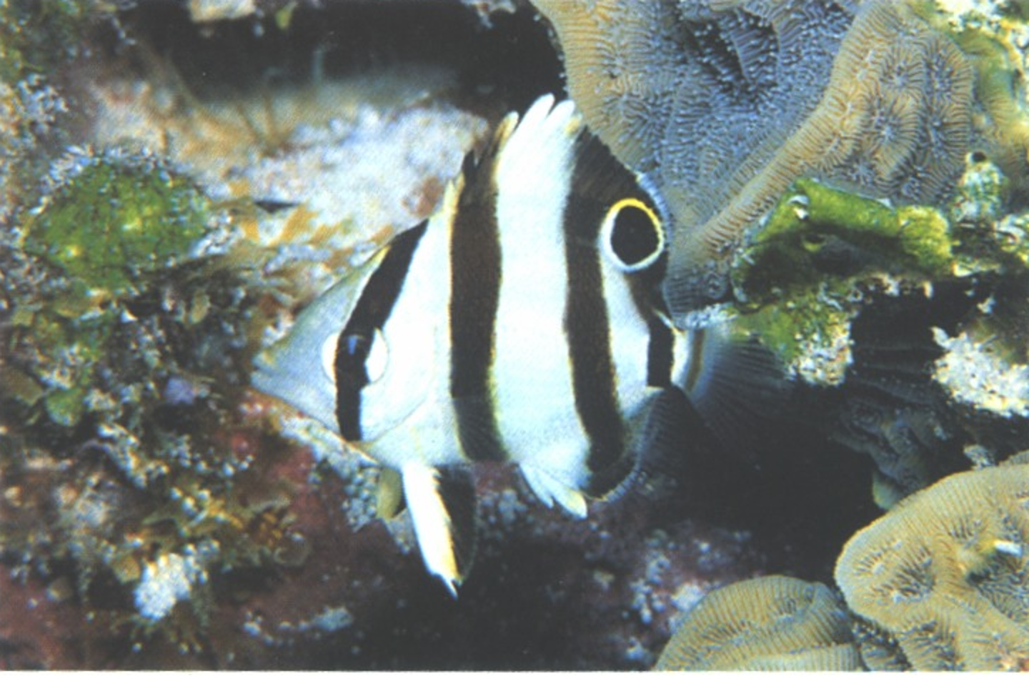 term image