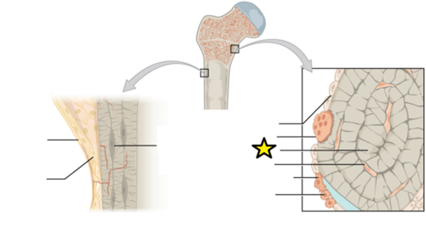 <p>Nonliving, structural part of bone</p>