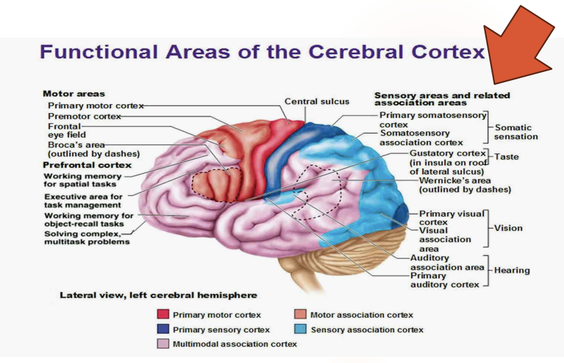 <p>Located <strong>behind the primary sensory cortex</strong> in the <strong>superior parietal lobe</strong>.</p>