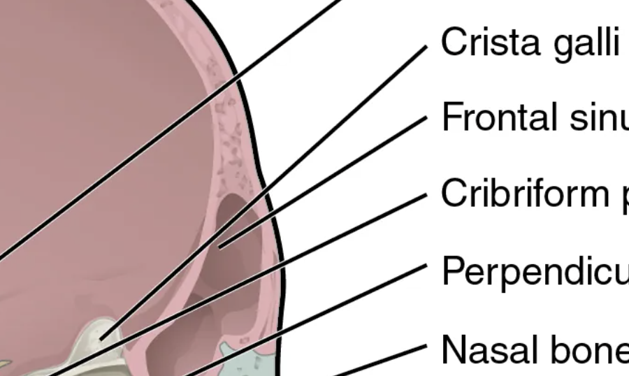 <p>Ridge on a bone, generally a site for muscle attachment</p>
