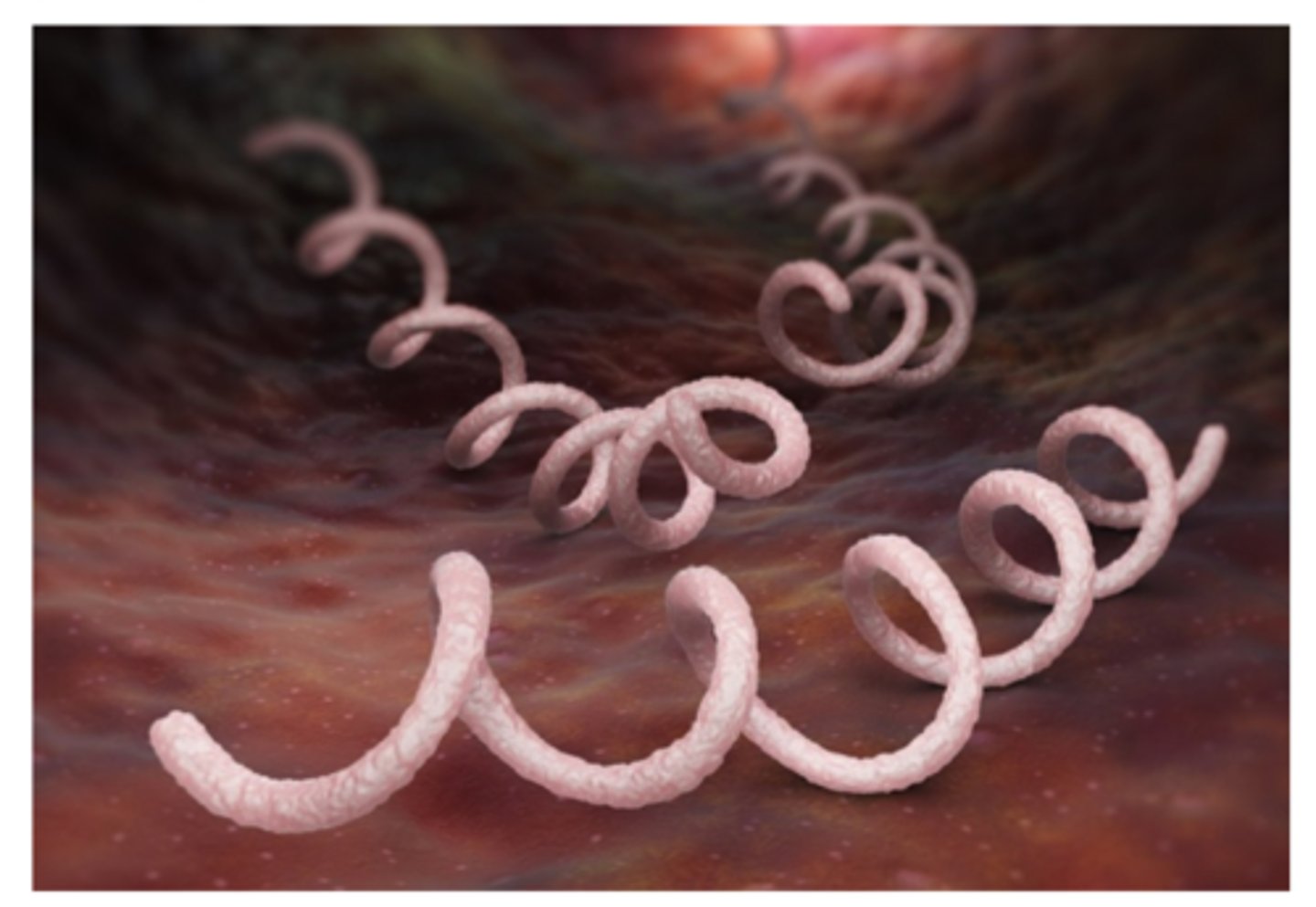 <p>bacterium that causes syphilis</p><p>gram-negative bacterium</p><p>spirochete (spiral shape)</p><p>moves using parts called endoflagella (these are protein filaments located inside its body that help it twist and move)</p><p>it needs a host to survive and uses the host's energy, which means it’s an obligate parasite</p><p>It usually enters through the skin or mucous membranes.</p><p>Common entry sites include the external genitalia and the mouth</p>