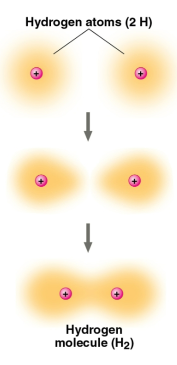 <p>Covalent bonds</p>