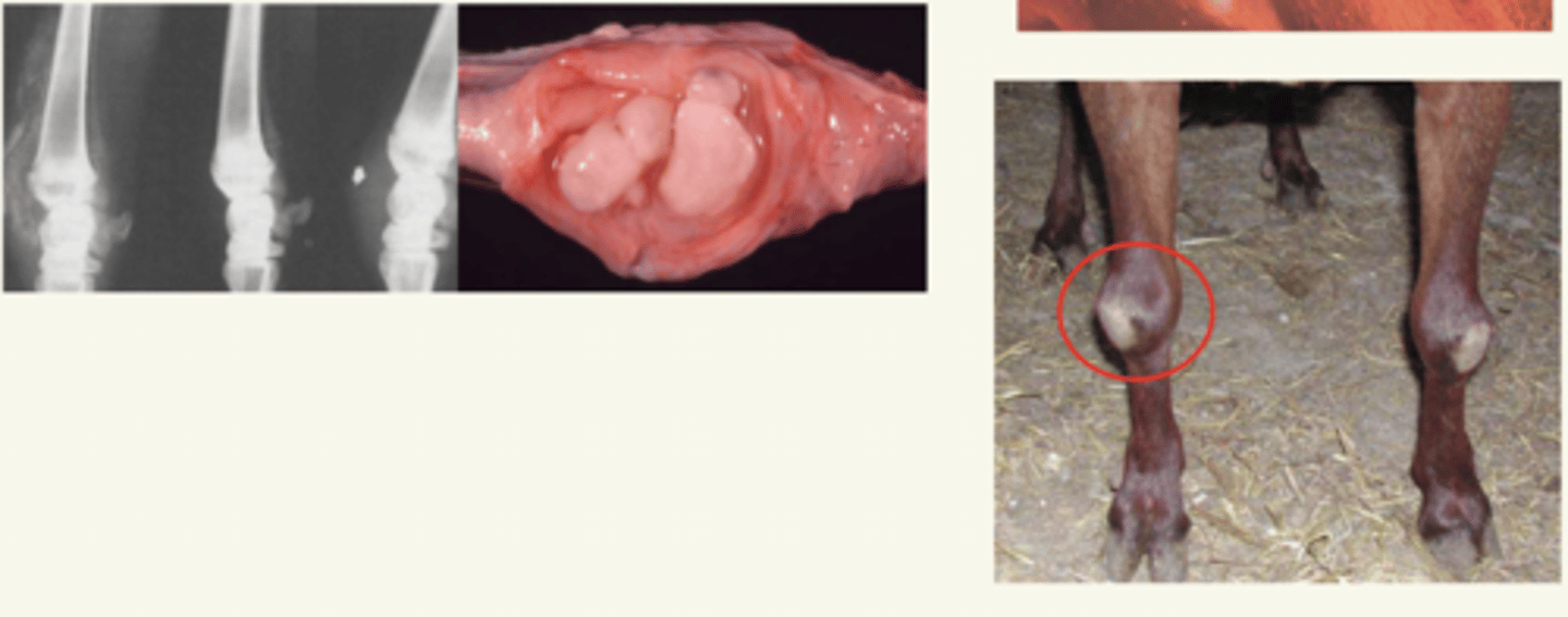 <p>- tumefacción bilateral carpiana, tarsiana, y bolsa atlanto-occupital</p><p>- fibrosis y calcificación periarticular</p><p>- hipertrofia, congestión, hemorragia de membranas sinoviales</p><p>- erosiones y necrosis articulares</p><p>- líq sinovial hemorragico y/o fibrinoso: "granos de arroz"</p>