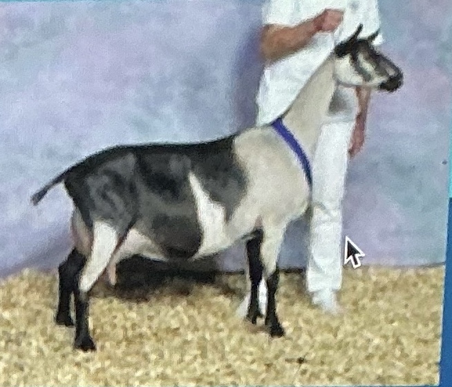 <p>Milk; Short haired, heavy milkers, moderate size</p>