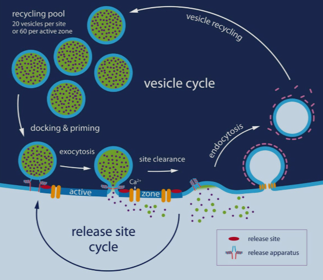 <ul><li><p>they are made in the axon terminals</p></li><li><p>The raw materials and necessary enzymes are in axon terminals</p></li><li><p>Once a neurotransmitter is made, it gets packaged into a synaptic vesicles by a vesicular transporter </p></li></ul><p></p>