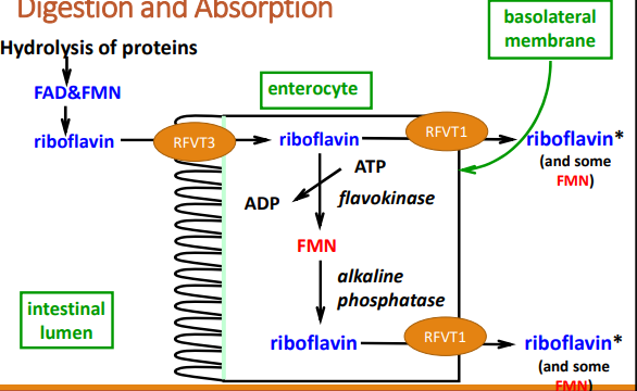 <ul><li><p>in the upper small intestine</p></li><li><p>done so in the form of riboflavin. Active transport through riboflavin vitamin transporter 3 (RFVT 3) or through passive diffusion at high-dose intakes. Enters the portal circulation mainly as riboflavin</p></li></ul><p></p>