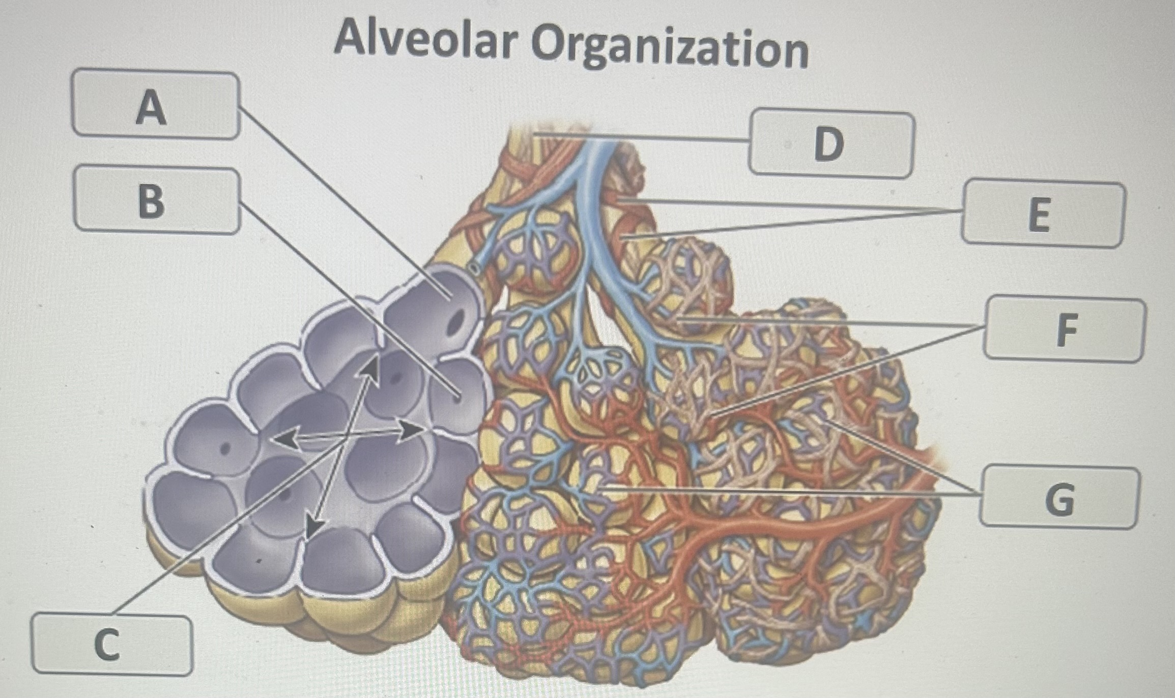 Identify the alveolar-related structure labeled F