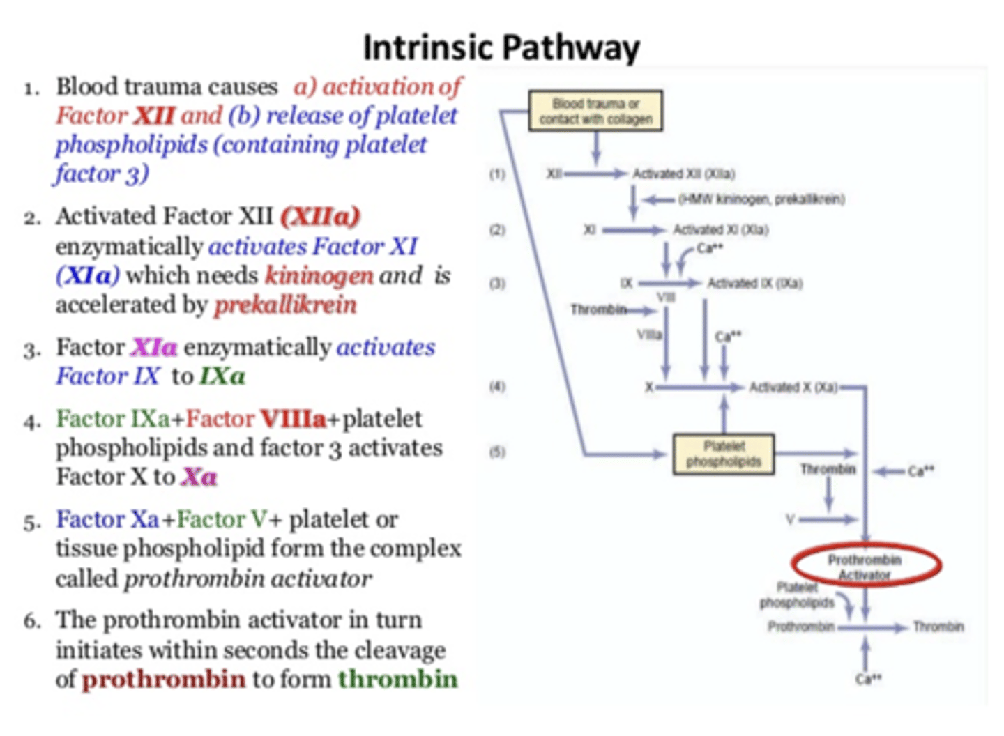 <p>prothrombin to form thrombin</p>