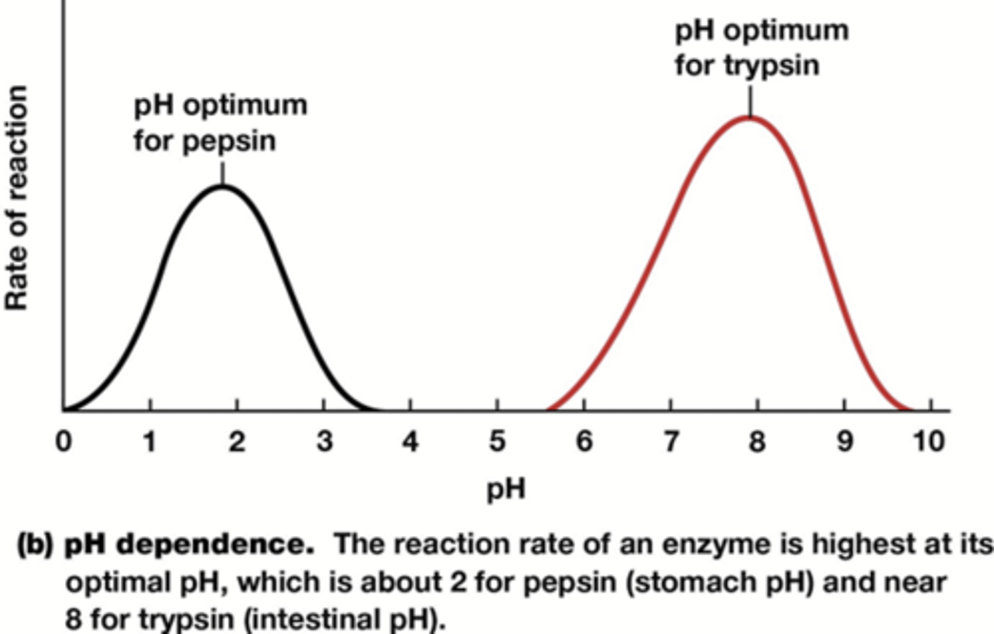 <p>1) lading van de zijketens van aminozuren op de actieve site</p><p>2) lading vh substraat</p><p>3) tertiaire structuur (indien extreme ∆pH)</p>