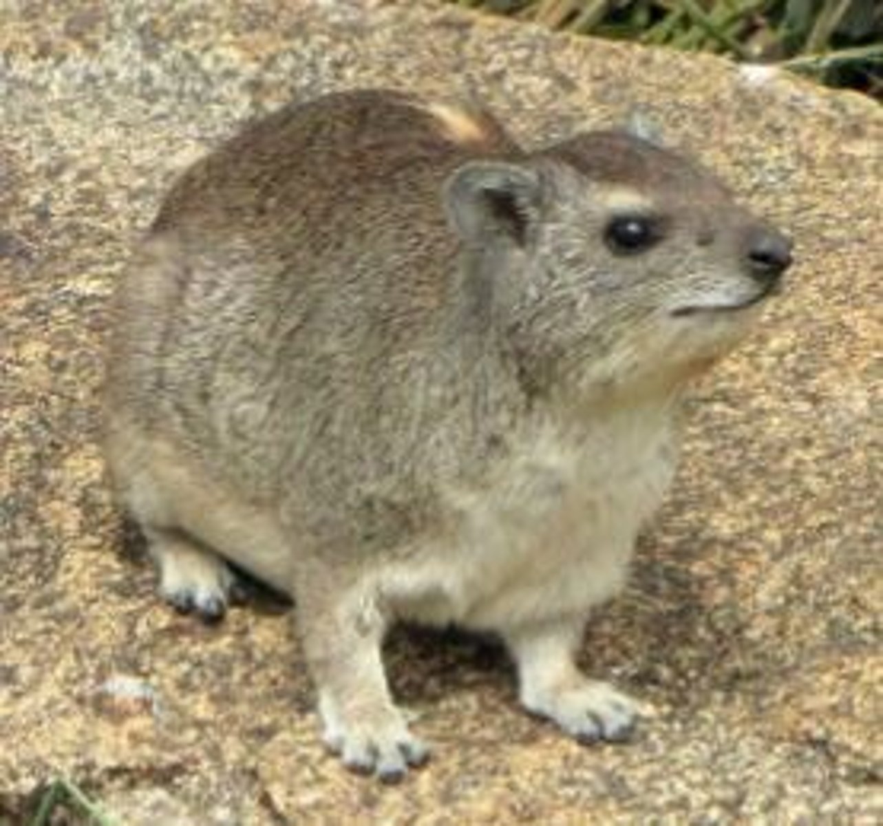 <p>What animal is this?</p>