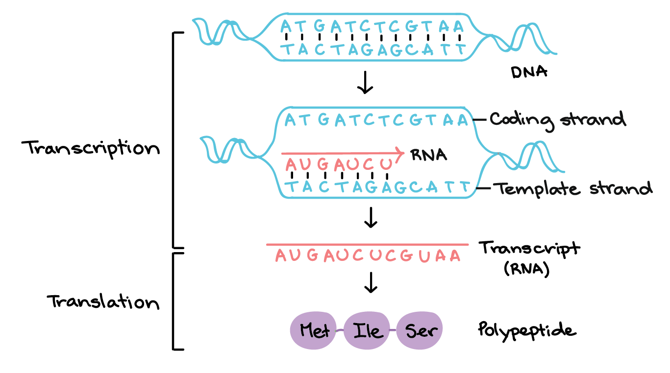 <p>Transcription.</p>