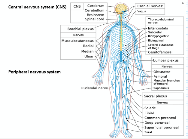 <ul><li><p>Sistema nervioso central (SNC)</p></li><li><p>Sistema nervioso periférico (SND)</p></li></ul><p></p>