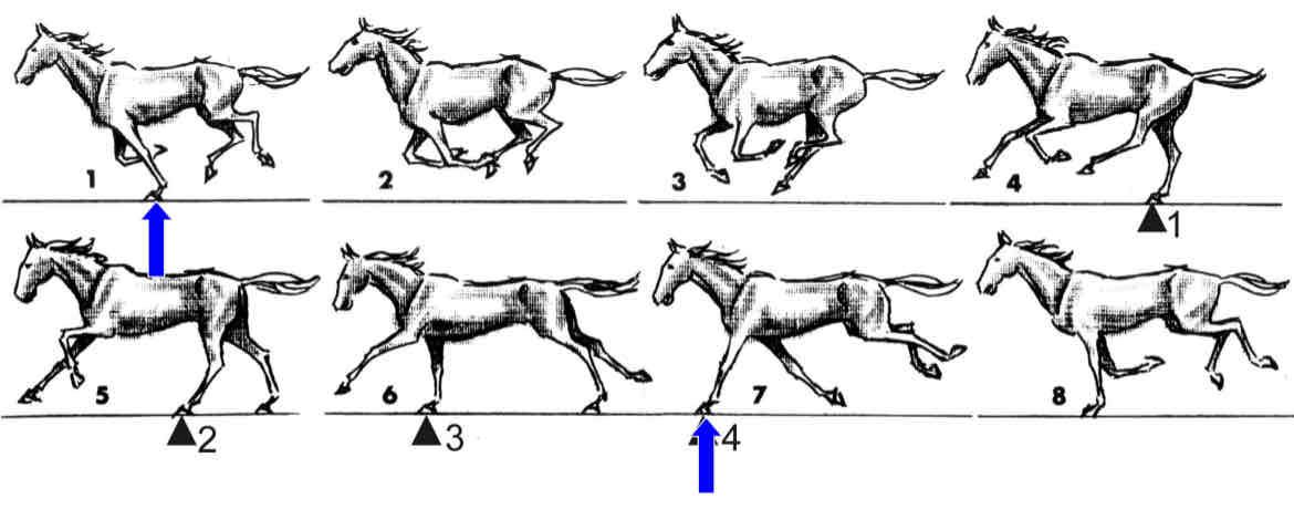 <p>Distance b/w imprints of same foot</p><ul><li><p>secretariat had a stride of 29 ft. - full gallop</p></li><li><p>Fastest horses gallop on average of 25-30 mph</p></li></ul>