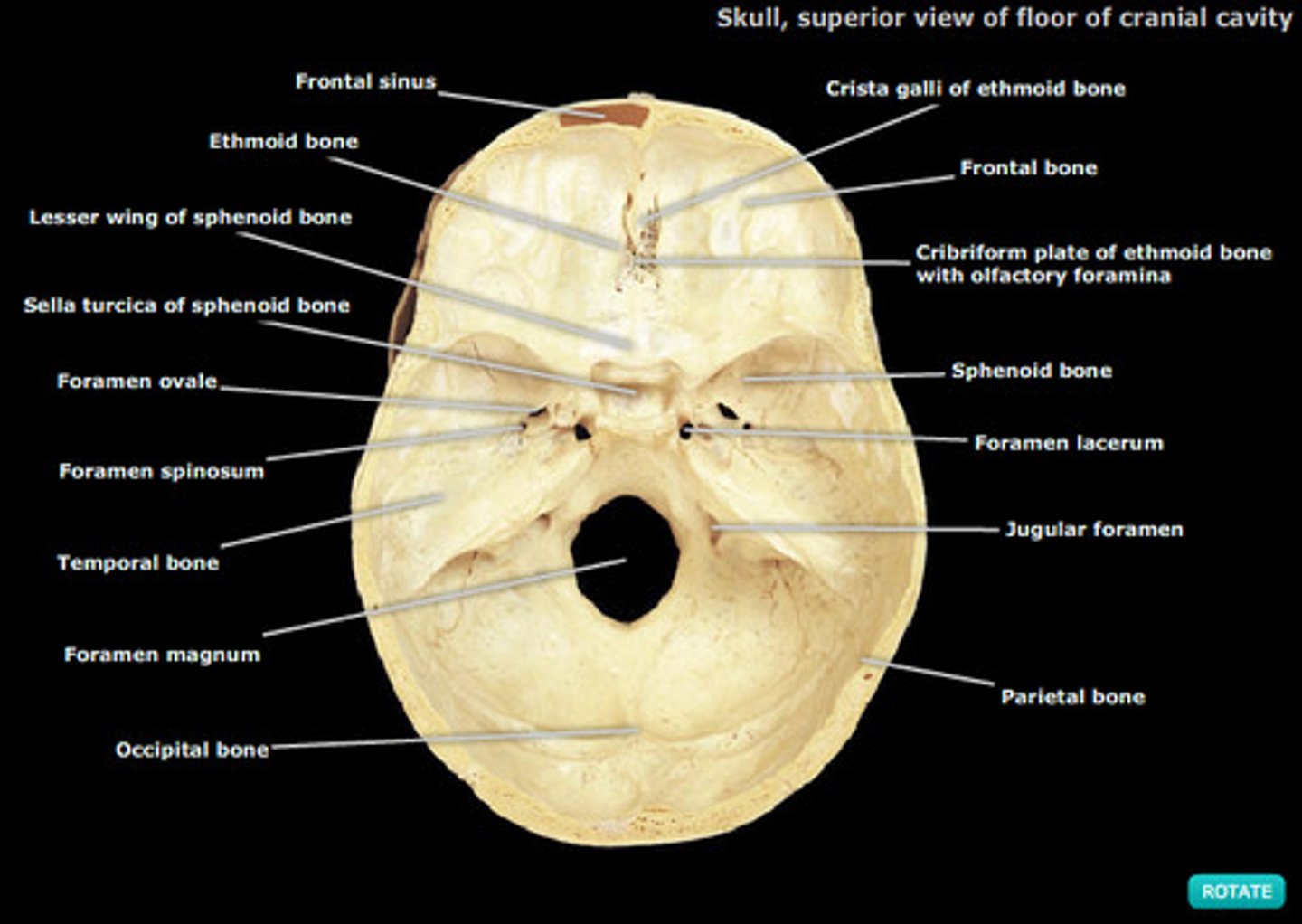 <p>On top, inside of skull</p>