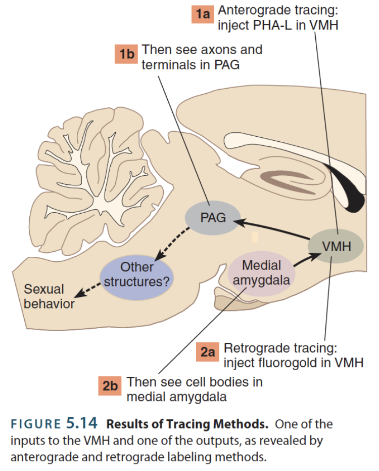 <p>→ reveal the input and output structures involved in a particular brain region involved with a particular function</p><ul><li><p><strong>Retrograde</strong></p></li><li><p><strong>Anterograde </strong></p></li></ul><p></p>