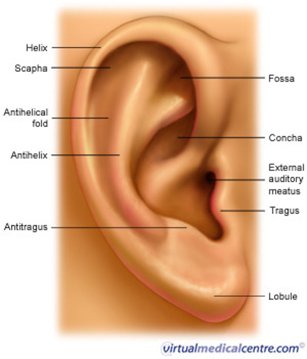 <p>aka earlobe</p>