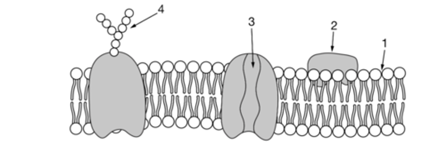 <p>Testosterone is a small steroid hormone that is important in cell signaling. Which of the following describes where testosterone enters a cell and why it is able to cross at that point?</p>