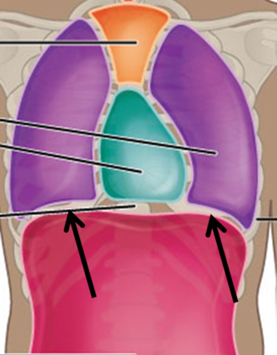 <p>Separates the thoracic cavity from the abdominopelvic cavity</p>