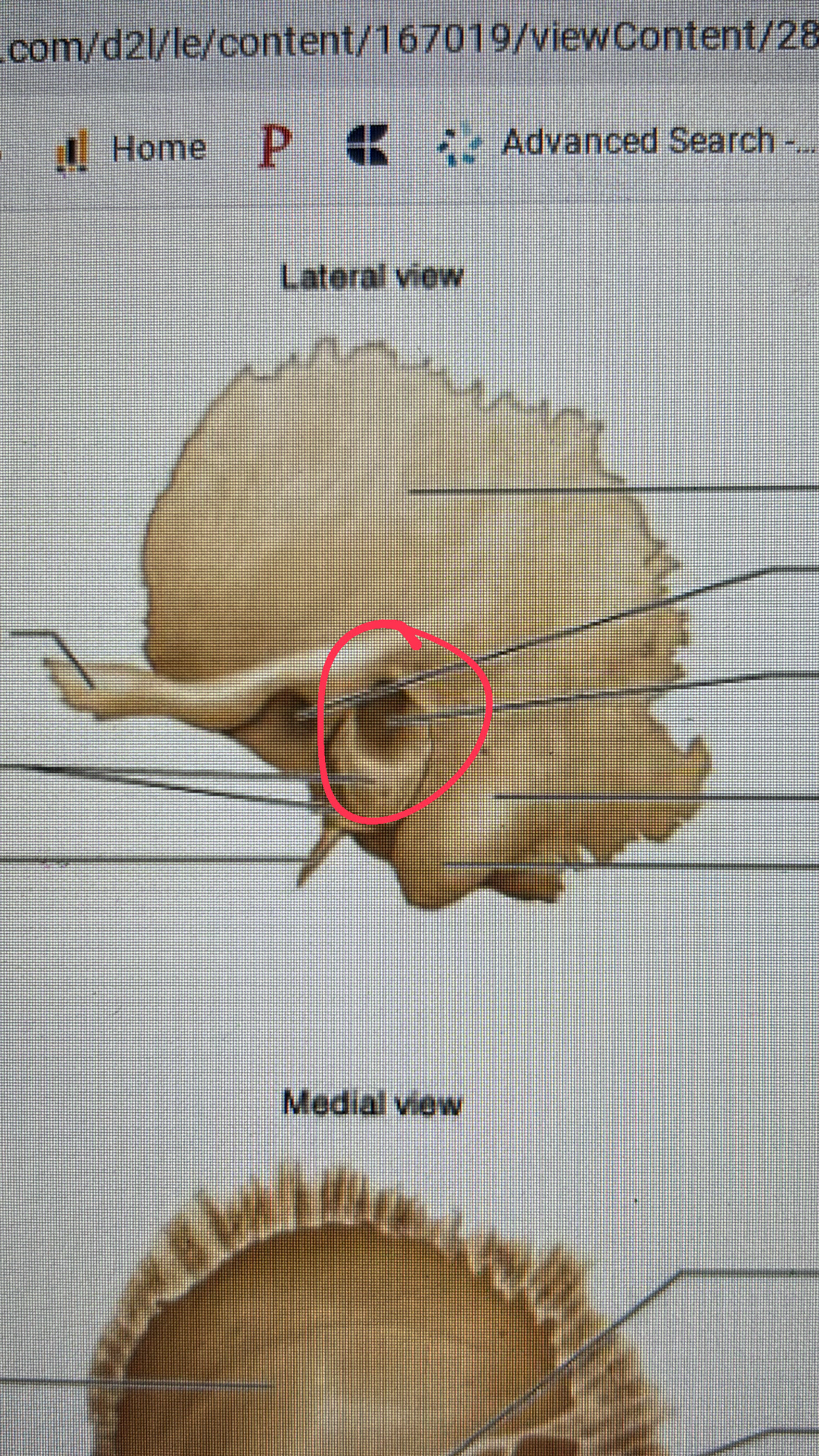 <p>ear canal </p>