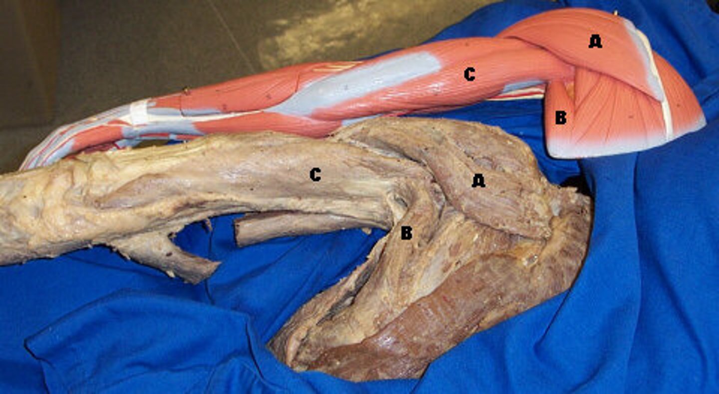 <p>A-, A large triangular muscle covering the shoulder joint and serving to abduct and flex and extend and rotate the arm.</p>