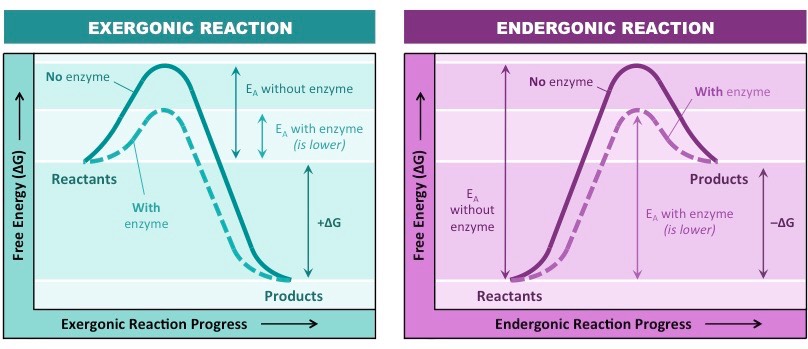 <ul><li><p>exergonic - energy is released from the system, usually catabolic reactions (breakown)</p></li><li><p>endergonic - energy is absorbed by the reaction, usually anabolic reactions (building up)</p></li></ul>