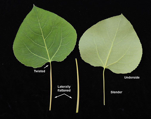 <p>Broadleaf deciduous tree, 40-50 ft (12-15 m), pyramidal and narrow when young, long trunk and narrow, rounded crown when mature.&nbsp;&nbsp;Bark is thin, smooth greenish white to cream colored, furrowed dark brown or gray in old age.&nbsp;&nbsp;Leaves alternate, simple, thin, ovate to orbicular, 4-7.5 cm long, finely glandular serrate, lustrous dark green above, glabrous below.&nbsp;&nbsp;Fine yellow color in fall. &nbsp;&nbsp;Laterally flattened petioles allow leaves to flutter in the slightest breeze (to " quake").&nbsp; Typically dieocious, male and female flowers on separate plants and&nbsp;in&nbsp;long slender catkins that appear before the leaves.&nbsp;&nbsp;Male catkins are at first about 3 cm long and lengthening to 8 cm before falling off, the small flowers are tiers of red stamens mixed with long, silky hairs.&nbsp;&nbsp;The female flowers are in slender, pendulous catkins that lengthen to 10 cm&nbsp;and develop into a string of green fruit capsules, each about 6 mm, containing 10 minute seeds embedded in cottony fluff which aids in wind dispersal of the seeds.&nbsp;Forms clones connected by a common parent root system.&nbsp;&nbsp;Since trees are typically dieocious (i.e., male and female flowers on separate plants), a given clone may be either male or female. The most widely distributed tree in North America.</p>