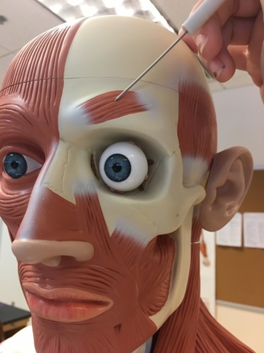 <p>The small obliquely oriented muscle which lies between the frontal belly of the epicranius muscle and the orbicularis oculi muscle</p><p>action: pulls skin inferiorly and medially; wrinkles brow</p>