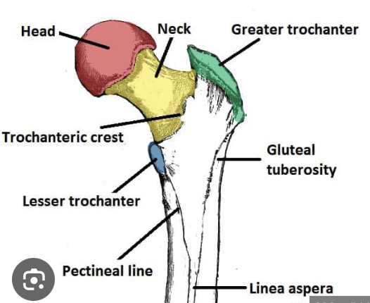<p>greater trochanter of femur</p>