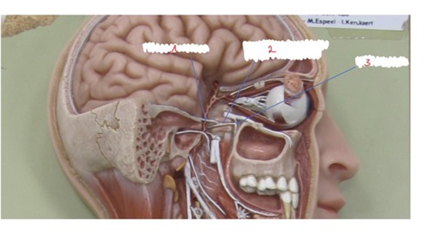 <p>Wat wordt er aangeduid met 3</p>