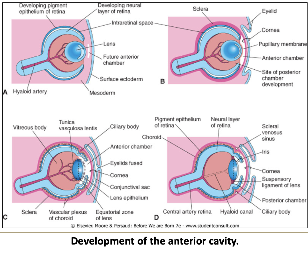 <p>Mesenchymal cells that migrate between the lens and surface ectoderm, splitting into two layers.</p>