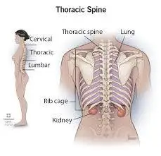 <p>Chest region; includes axillary and pectoral areas.</p>