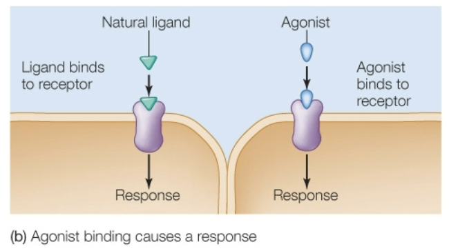 <ul><li><p>Mimics the natural ligand ; binds and activates the receptor</p></li><li><p><span><span>Agonists generally produce similar types of physiological effects by binding to and activating receptors, mimicking natural ligands to initiate a biological response. However, </span></span><strong><mark data-color="rgba(0, 0, 0, 0)" style="background-color: rgba(0, 0, 0, 0); color: inherit;">they do not always cause the </mark><em><mark data-color="rgba(0, 0, 0, 0)" style="background-color: rgba(0, 0, 0, 0); color: inherit;">same</mark></em><mark data-color="rgba(0, 0, 0, 0)" style="background-color: rgba(0, 0, 0, 0); color: inherit;"> intensity of effects</mark></strong></p></li></ul><p></p>