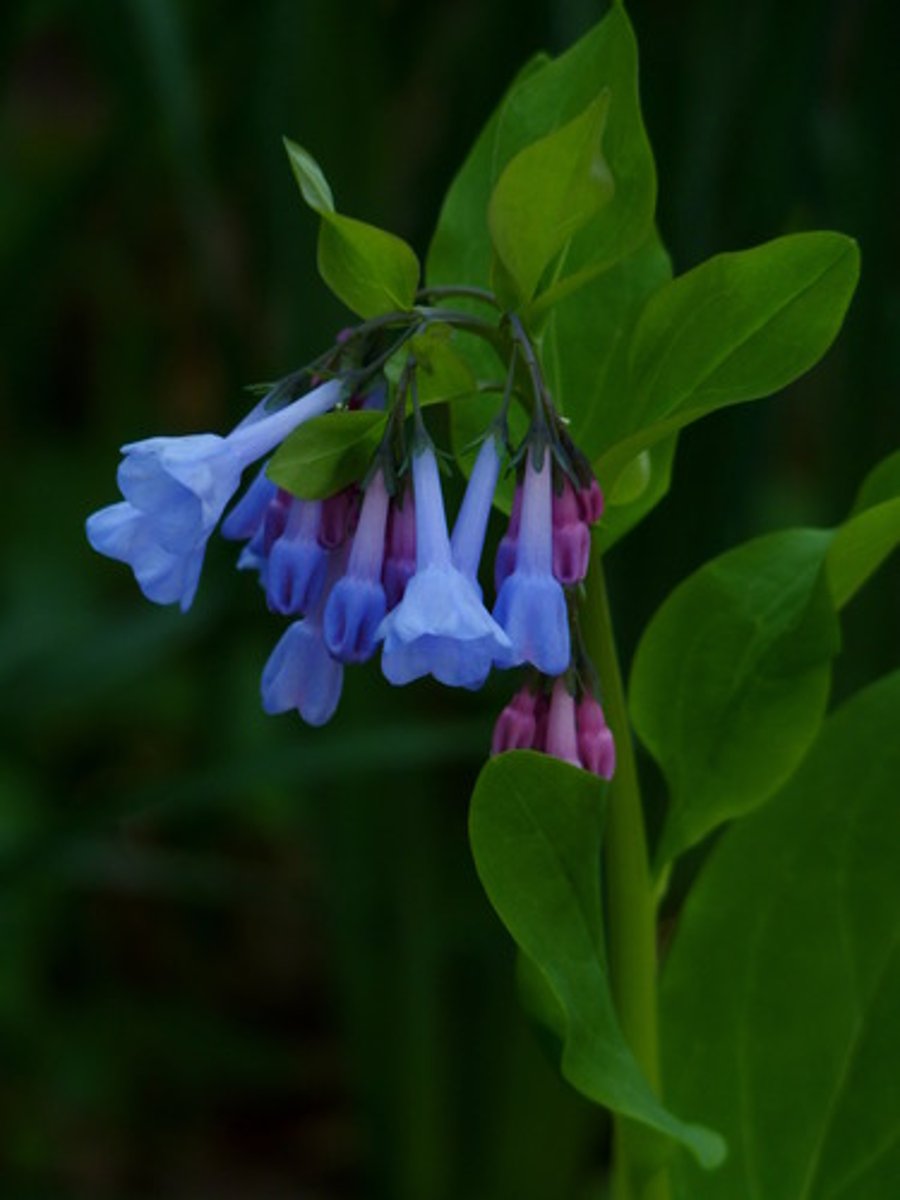 <ul><li><p>fused corolla tubes</p></li><li><p>large entire leaves</p></li><li><p>one-sided spiral cyme</p></li></ul><p>Genus</p>