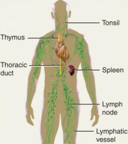 <p>Returns fluid, absorbs fasts, fights infection.</p>