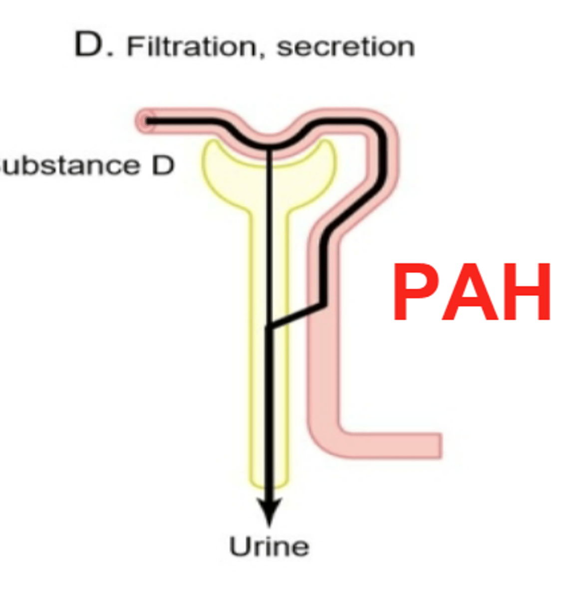 <p>It is freely filtered and strongly secreted by the renal tubules.</p>