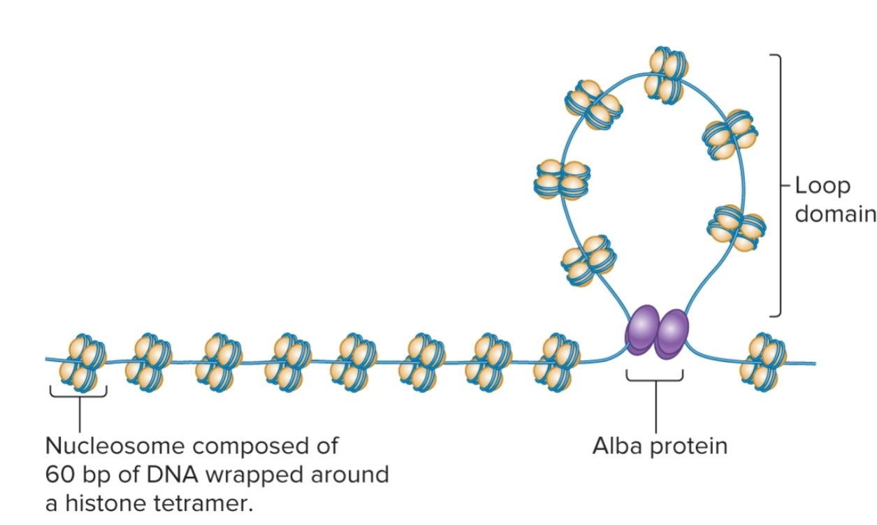 <ul><li><p>structure varies, depends on DNA-binding proteins expressed</p></li><li><p>some produce b<u>acterial-like nucleoid-associated proteins </u>or <u>eukaryotic-like histone proteins</u></p></li><li><p>DNA wrapped around histone proteins to form nucleosomes and organized into loop domains</p></li><li><p># of histone proteins varies among diff species, in some, structure is similar to eukaryotic chromatin</p></li></ul><p></p>