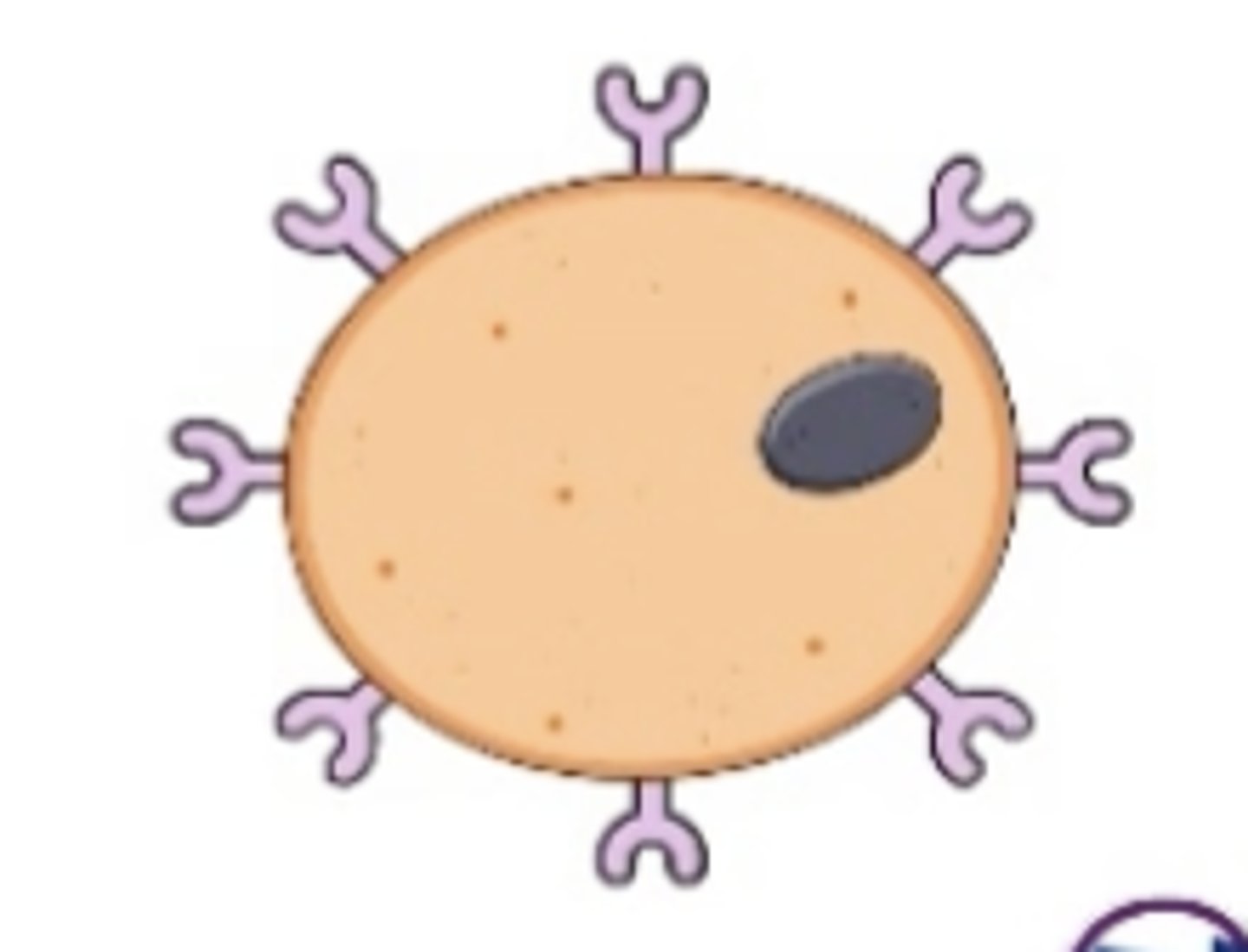 <p>Produce antibodies (having the disease)</p><p>Recognize antigens and produce special chemicals called antibodies</p><p>They tag antigens and formulate a "memory" for the body to know how to attack the antigen again in the future </p>