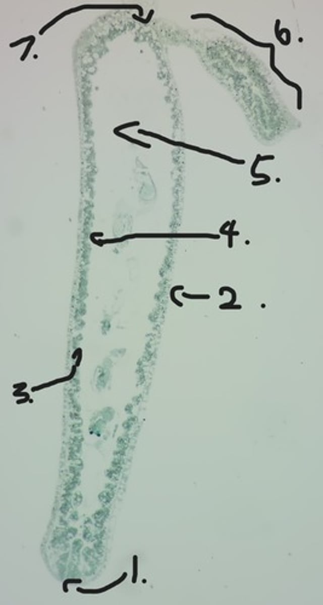 <p>Identify taxonomy and structures</p>