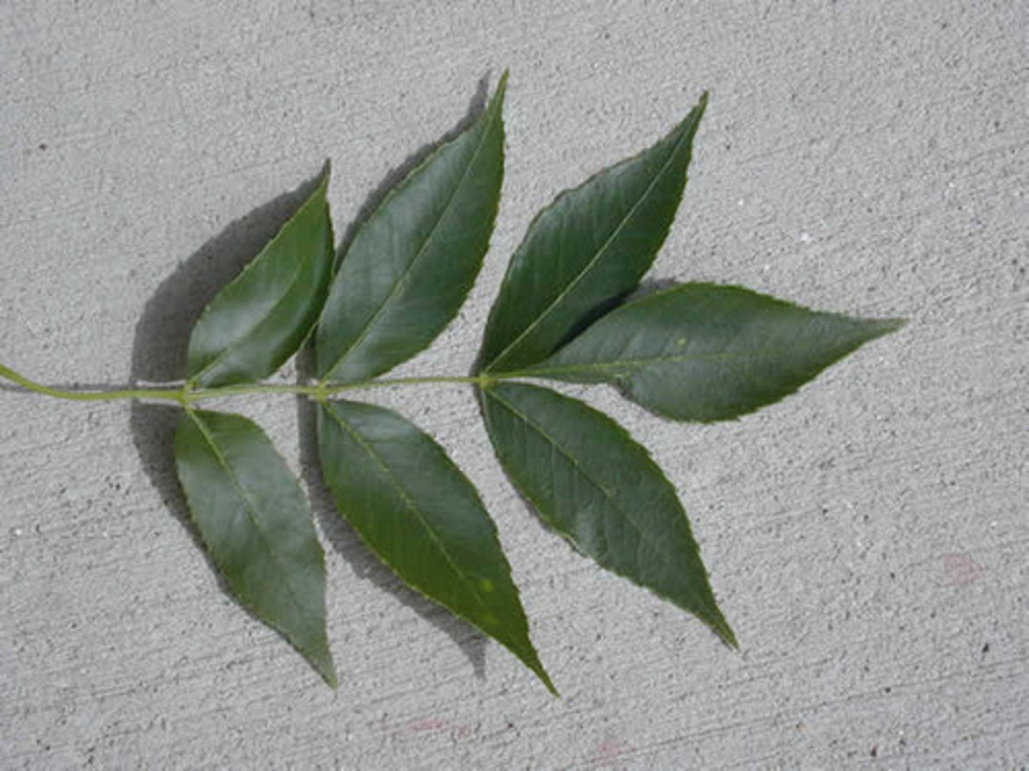 <p>Fraxinus pennsylvanica<br>Oleaceae</p>
