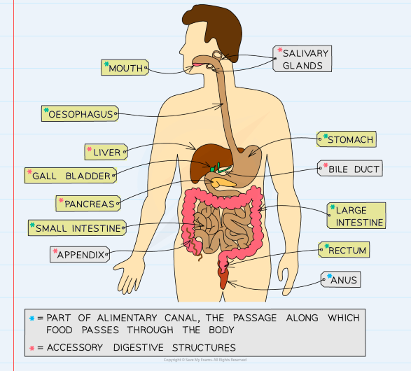 <p>LIVER - where … is produced</p>