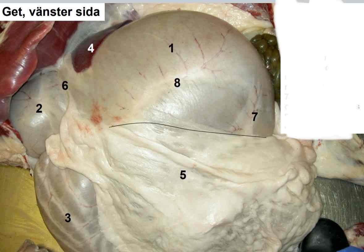 <p>Fåra vänster sida nr 6</p>
