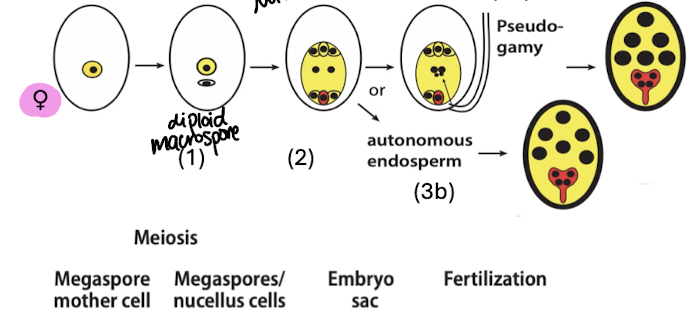 <p>meiosis is skipped, instead mother cell multiplies to <u>diploid</u> megaspore (and degenerative cell)</p><p>then there is mitosis of megaspore cell</p><p>pseudogamy (resulting in embryo identical to mother) OR autonomous endosperm (no fertilization by pollen)</p>