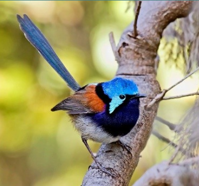 <p>Example: Fairy wren (Malurus elegans)</p><ul><li><p>Birds mate with those other than their partner</p></li><li><p>70% of offspring is not from the attendant male</p></li></ul>