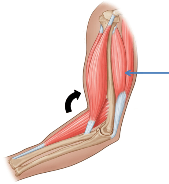 <p>A muscle that opposes an agonist for a given movement and prevent overstretching of the agonist.</p>